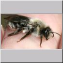 Andrena vaga - Weiden-Sandbiene -01- w04c 13mm.jpg